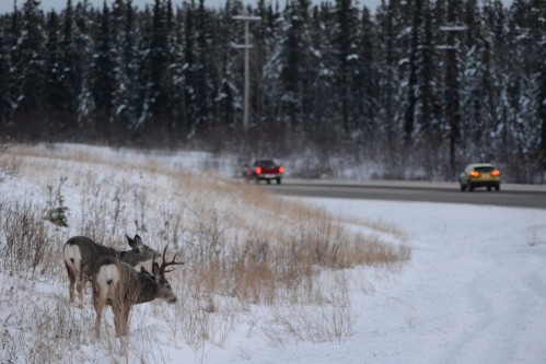 Deer on Alaska Highway.JPG